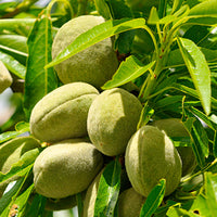 Almond_3 Featured Ingredient - L'Occitane