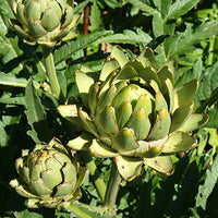 Artichoke Featured Ingredient - L'Occitane