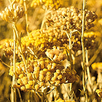 Immortelle_4 Featured Ingredient - L'Occitane