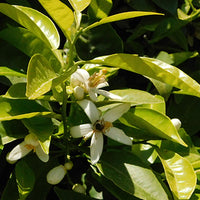 Orange_Blossom Featured Ingredient - L'Occitane