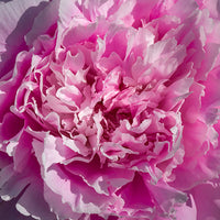 Peony Featured Ingredient - L'Occitane