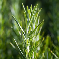 Rosemary Featured Ingredient - L'Occitane