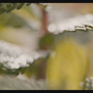 Skrab Pastrues për Skalpin